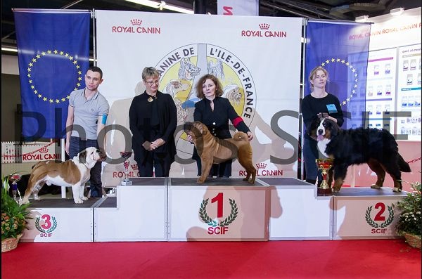 CH. Ichka du hameau des baronnies - Très prometteur - MEILLEUR PUPPY - 2ème du 2ème groupe