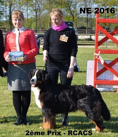 CH. Ichka du hameau des baronnies - 2ème EXCELLENT - RCACS - CLASSE OUVERTE (2/56)