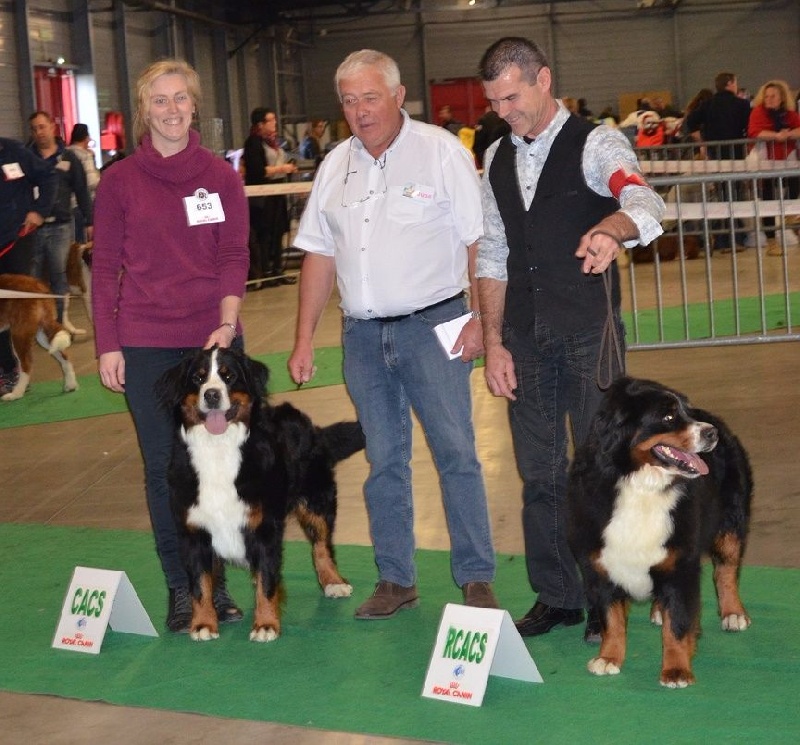 CH. Ichka du hameau des baronnies - 1er EXCELLENT - CACS - MEILLEUR Sexe Opposé - CLASSE OUVERTE (1/7)