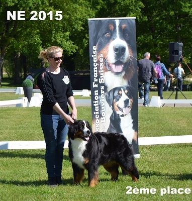 CH. Ichka du hameau des baronnies - 2ème EXCELLENT - CLASSE INTERMEDIAIRE (2/21)