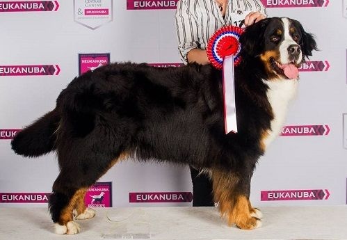 CH. Ichka du hameau des baronnies - 2ème EXCELLENT - CLASSE OUVERTE (2/21)