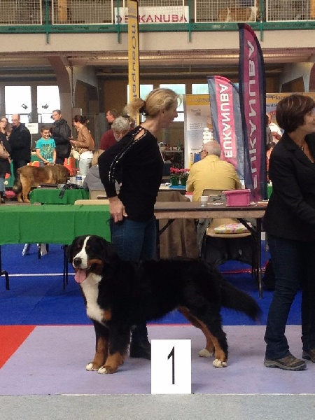 CH. Ichka du hameau des baronnies - 1er EXCELLENT - MEILLEUR JEUNE - CLASSE JEUNE (1/3)