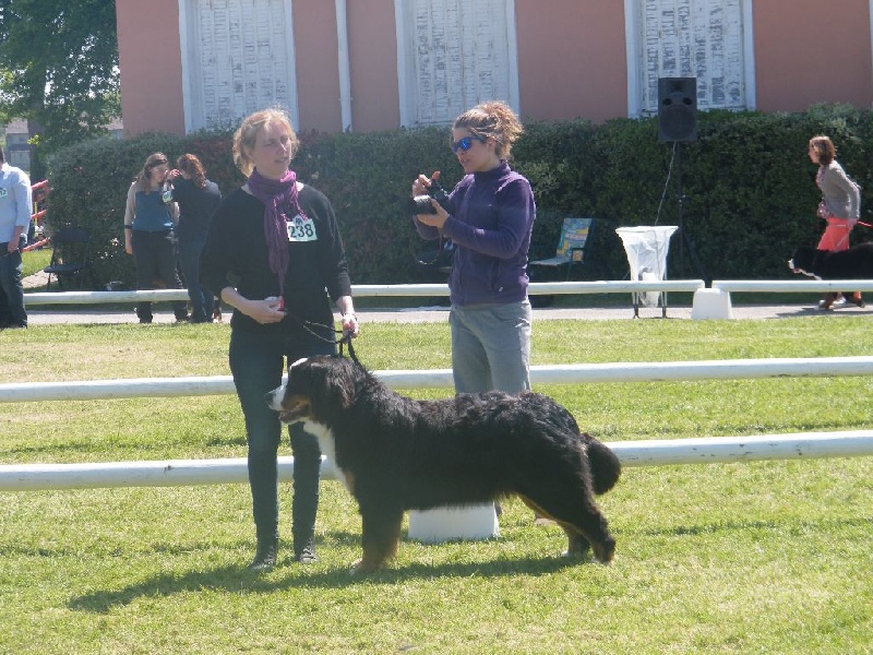 CH. Ichka du hameau des baronnies - 3ème Excellent - CLASSE JEUNE (3/29)