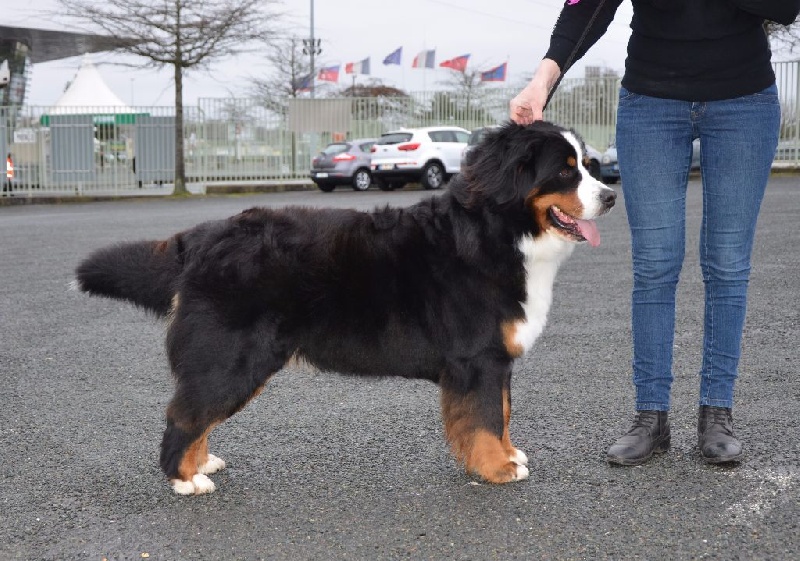 CH. Ichka du hameau des baronnies - 1er EXCELLENT - CACS - CACIB - CLASSE INTERMEDIAIRE (1/10)