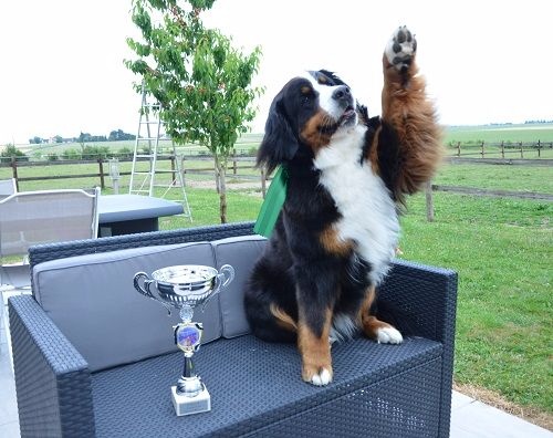 CH. Ichka du hameau des baronnies - 1er EXCELLENT - CACS - MEILLEUR Sexe Opposé - CLASSE INTERMEDIAIRE (1/1)