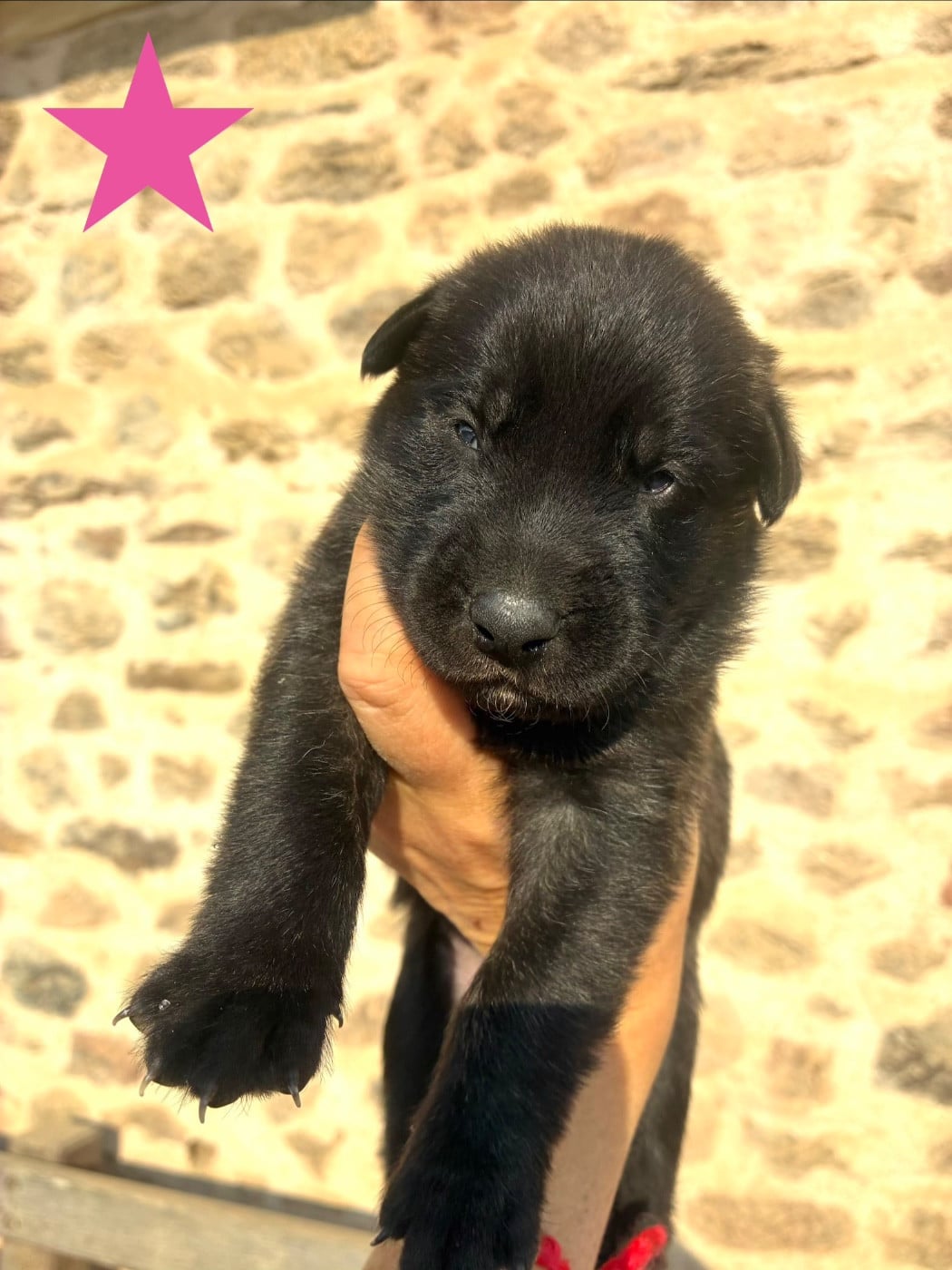 CHIOT 3