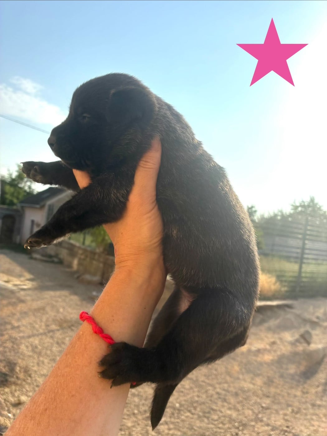 CHIOT 3