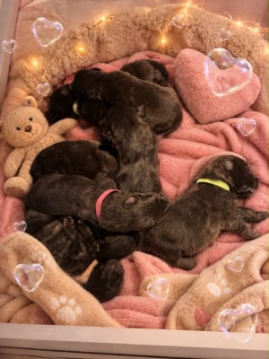 Les chiots de Berger hollandais