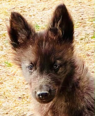 Les chiots de Berger hollandais