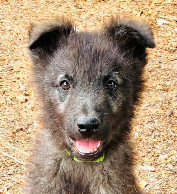 Les chiots de Berger hollandais