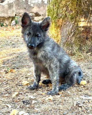 Les chiots de Berger hollandais