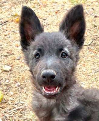 Les chiots de Berger hollandais