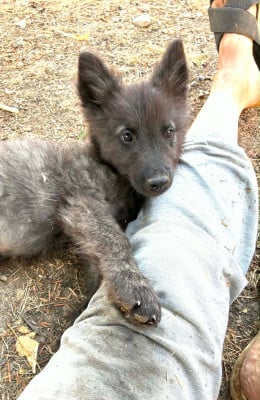 Les chiots de Berger hollandais