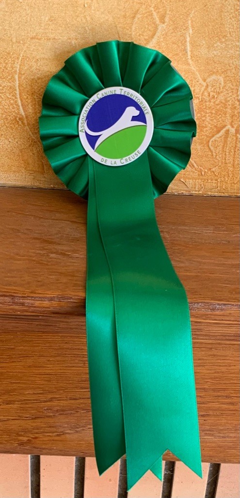 Sintara qobii Dovahkiin Daal - Très prometteur classe puppy