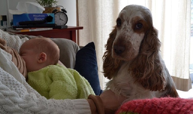 Accueil Eleveur De Chiens Cocker Spaniel Anglais Lof Elevage De La Taquiniere