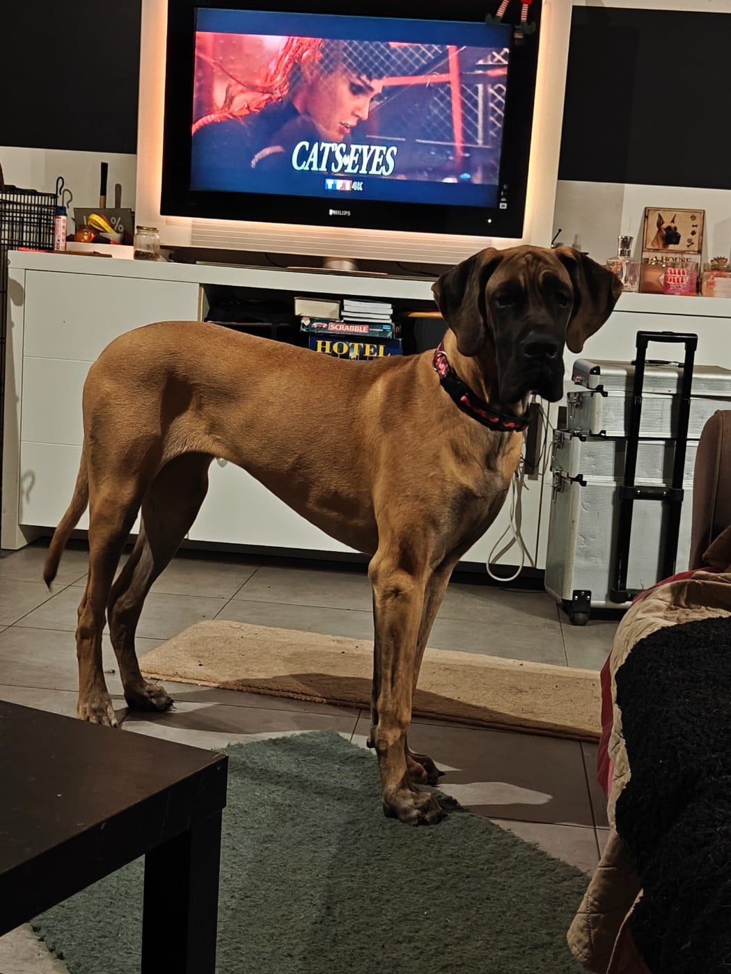 Yndomptable rose - yméa Du Clos D'Héra