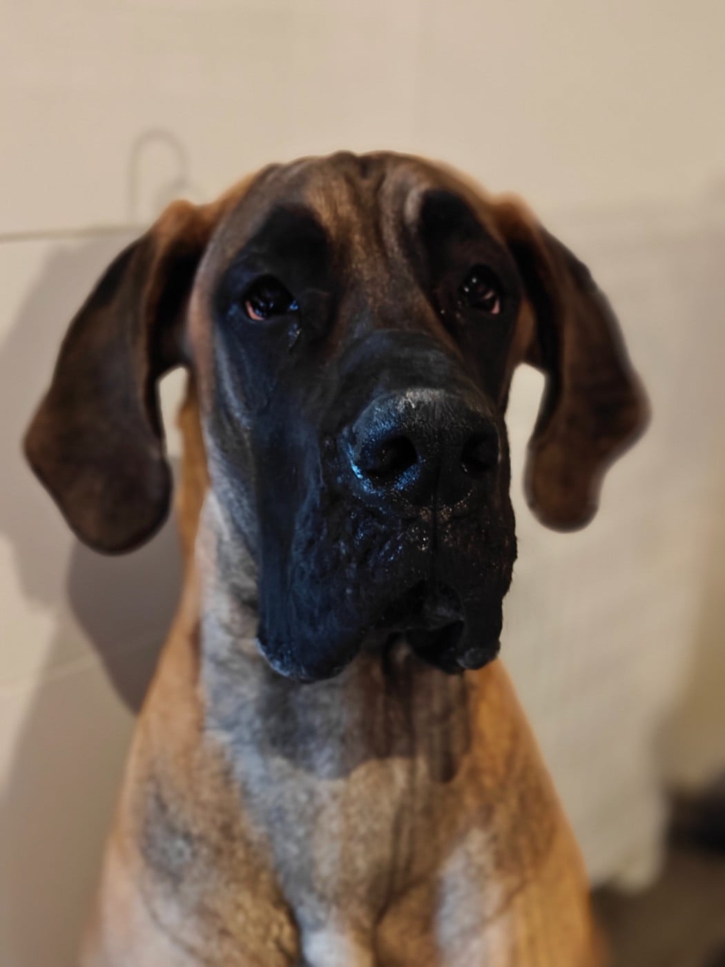 Yndomptable rose - yméa Du Clos D'Héra