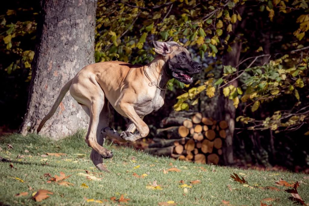 Publication : Du Clos D'Héra