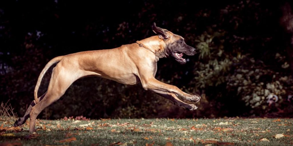 Publication : Du Clos D'Héra