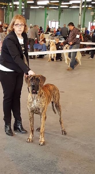 J.ch.b.l ode-issey of devoted dogs - 1 Très prometteur + Best Puppy