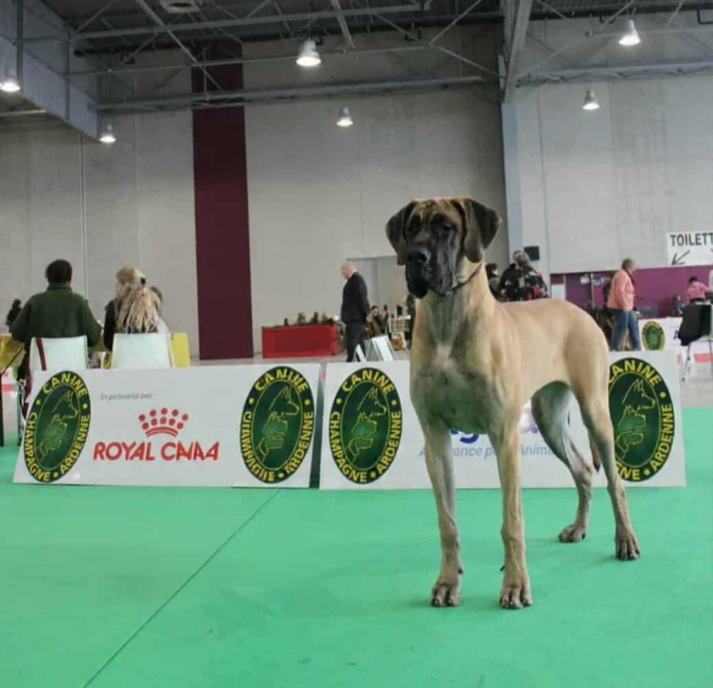 Yndomptable rose - yméa Du Clos D'Héra - 1 excellent CACIBJ - meilleure jeune