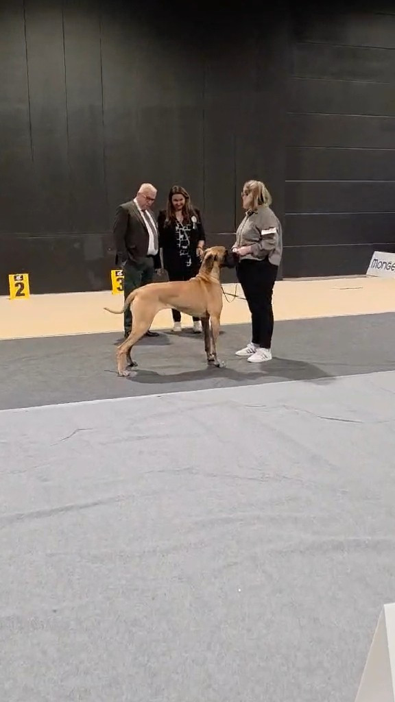 Yndomptable rose - yméa Du Clos D'Héra - 1 exc - cacj - CACIBJ - Crufts qualification
