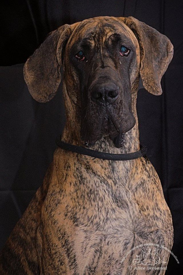 J.ch.b.l ode-issey of devoted dogs - 1 Tres Bon