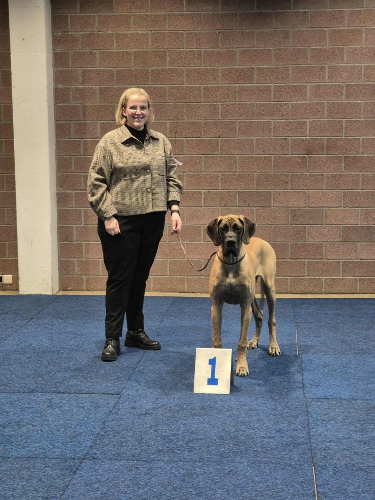 Yndomptable rose - yméa Du Clos D'Héra - 1 très prometteur - Meilleur puppy