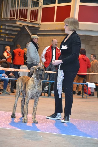 J.ch.b.l ode-issey of devoted dogs - 1 prometteur