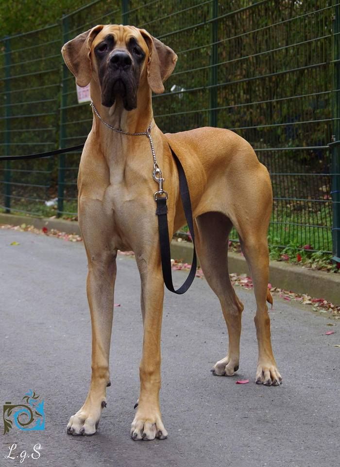 J.ch.b. pêche Du Clos D'Héra - 2 Très Bon