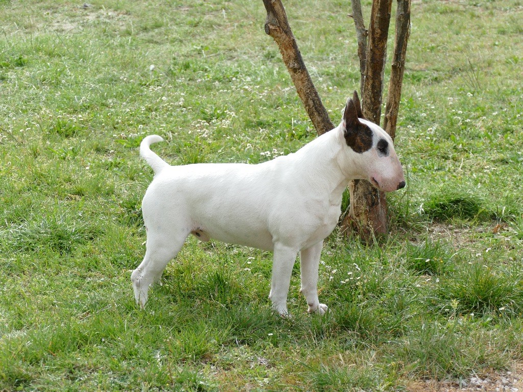 CH. Lenny de l'Empire du Bull - 2em EXCELLENT classe INT