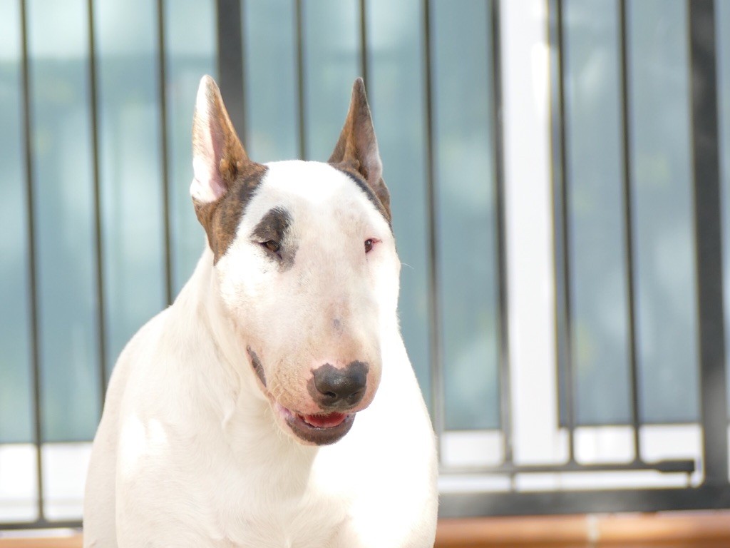 CH. Lenny de l'Empire du Bull - 1er EXC CACS BOS