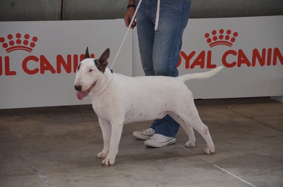 CH. Lenny de l'Empire du Bull - 1 ER EXC CACS CACIB BOS
