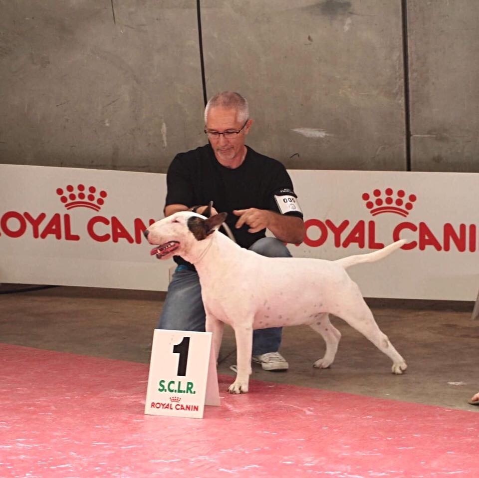 CH. Lenny de l'Empire du Bull - 1er EXCELLENT classe INTER