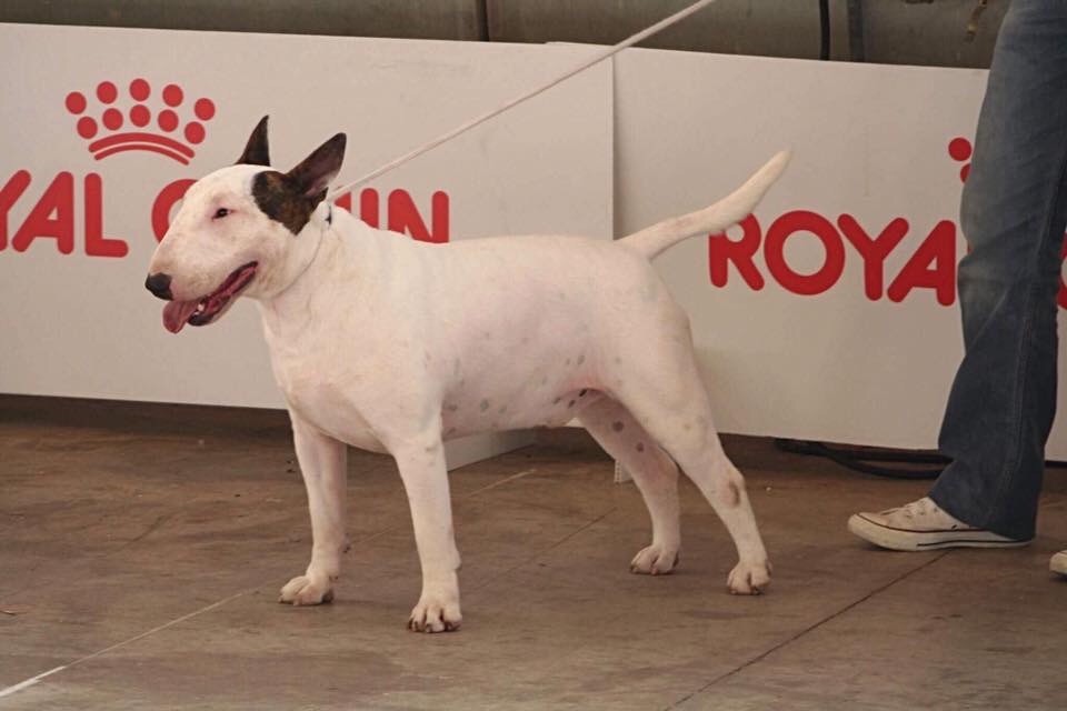 CH. Lenny de l'Empire du Bull - 1er EXCELLENT RCACS