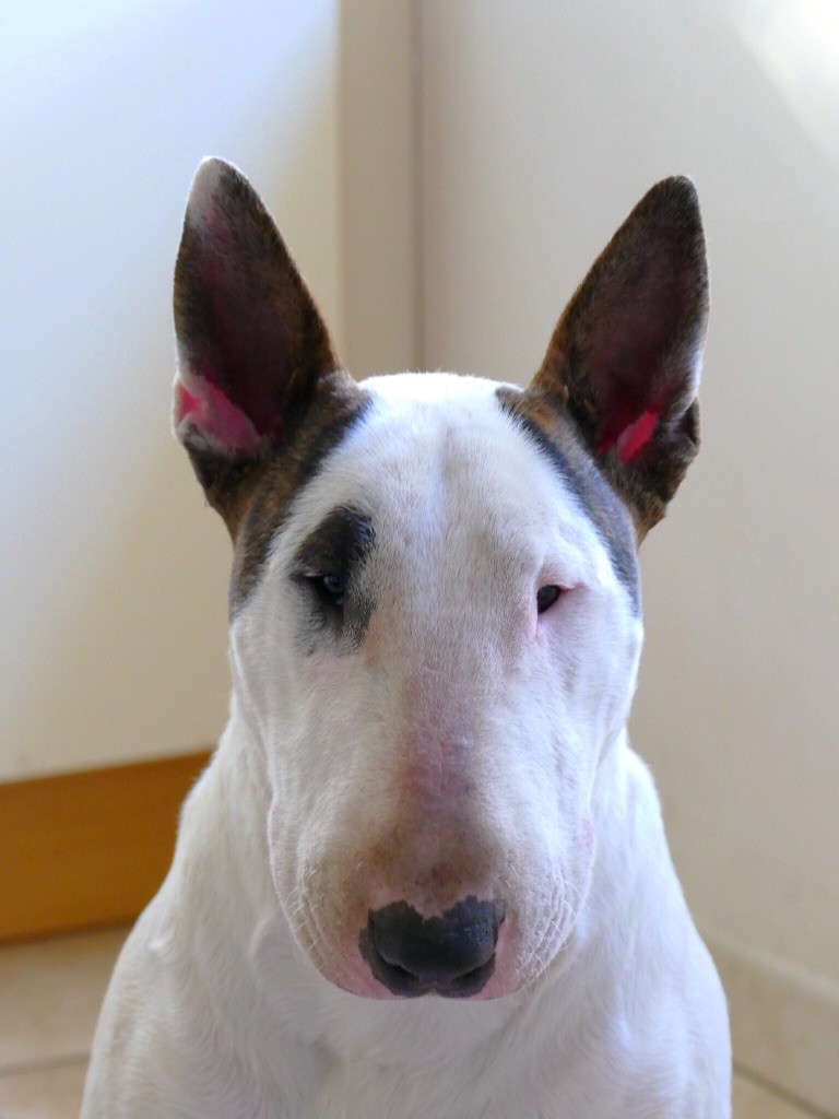 CH. Lenny de l'Empire du Bull - 1er EXC CACS MEIILLEUR DE RACE DE SEXE OPPOSE