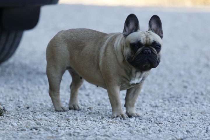 New maroccan tajine du Chevalier Gascon
