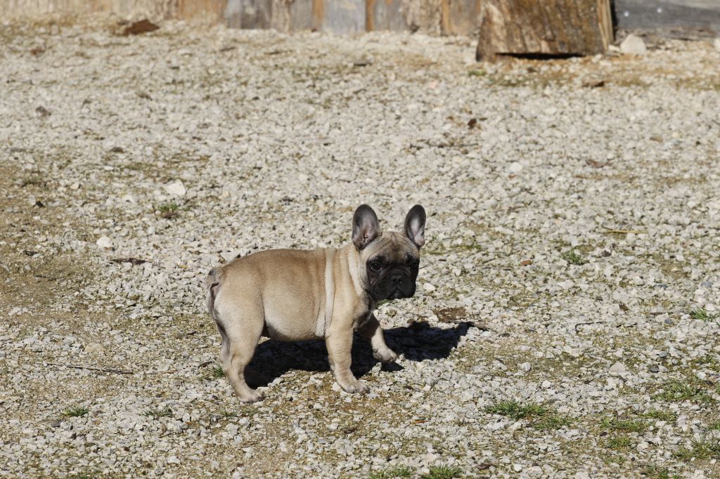 New maroccan tajine du Chevalier Gascon