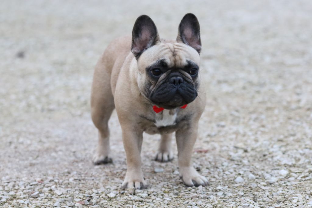 New maroccan tajine du Chevalier Gascon