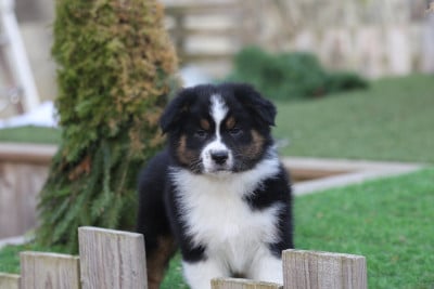 Les chiots de Berger Australien
