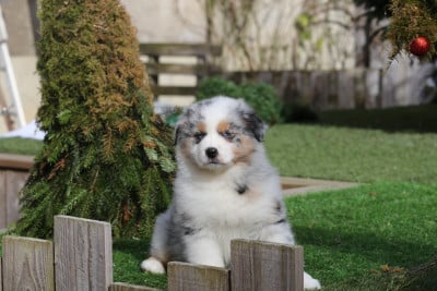 Les chiots de Berger Australien