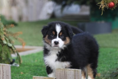 Les chiots de Berger Australien