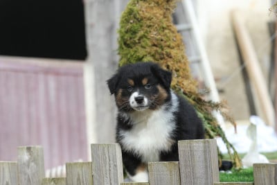 Les chiots de Berger Australien