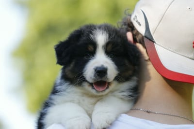 Les chiots de Berger Australien