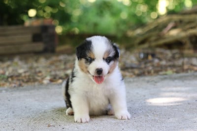 Les chiots de Berger Australien