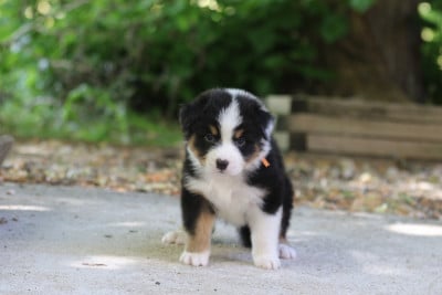 Les chiots de Berger Australien