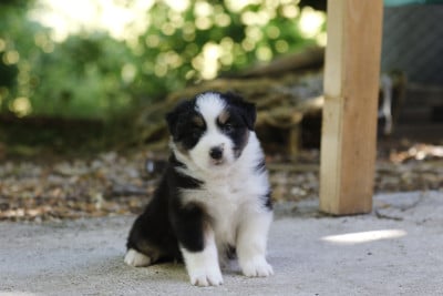Les chiots de Berger Australien
