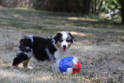 Les chiots de Berger Australien