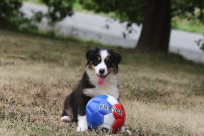 Les chiots de Berger Australien