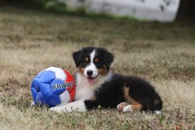 Les chiots de Berger Australien